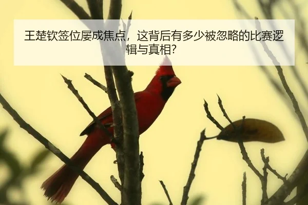 wang-chu-qin-qian-wei-lv-cheng-jiao-dian-zhe-bei-hou-you-duo-shao-bei-hu-lve-de-bi-sai-luo-ji-yu-zhen-xiang-2-946.jpg